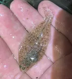 Smallmouth Flounder, photographed in New Jersey