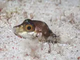 Sharpnose Puffer, photographed in West Bay