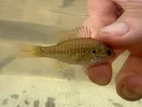 Dollar Sunfish, photographed in Florida