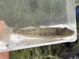 Yellowfin Goby, photographed in California
