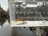 Margined Madtom, photographed in Virginia