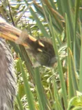Sacramento Perch, photographed in California