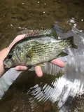 Roanoke Bass, photographed in North Carolina