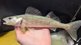 Walleye, photographed in Michigan