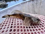 Mottled Sculpin, photographed in Utah