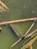 Common Carp, photographed in Región Metropolitana de Santiago
