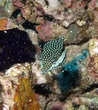 Ostracion whitleyi, photographed in Hawaii