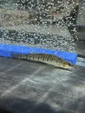 Bigscale Logperch, photographed in California