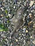 Starry Flounder, photographed in Washington