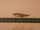 Middling Thread Herring, photographed in Baja California Sur