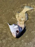 Black Drum, photographed in Texas