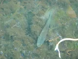 Channa aurolineata, photographed in Florida