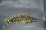 Redline Darter, photographed in Kentucky
