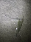 Striped Killifish, photographed in Delaware