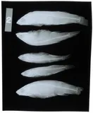 Whiteline Topminnow, photographed in Alabama