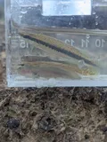 Blackspotted Topminnow, photographed in Louisiana