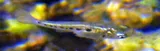 Porthole Livebearer, photographed in Oaxaca