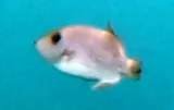 Rough Triggerfish, photographed in Oaxaca