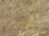 Pecos Pupfish, photographed in New Mexico