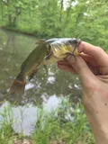 Black Bullhead, photographed in Iowa