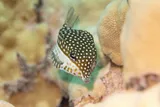 Ostracion whitleyi, photographed in Hawaii