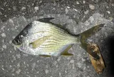 Striped Mojarra, photographed in Florida