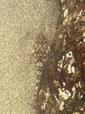 Sharpnose Sculpin, photographed in California