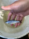 Spotfin Shiner, photographed in Ohio