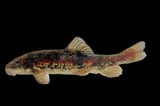 Rio Grande Sucker, photographed in New Mexico