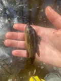 Mud Sunfish, photographed in Georgia