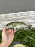 Tallapoosa Bass, photographed in Alabama