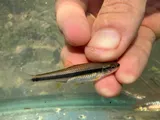 Yellowfin Shiner, photographed in South Carolina