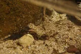 Akupa Sleeper, photographed in Hawaii