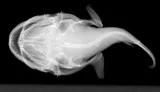 Club-bait Goosefish