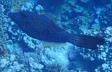 Scrawled Filefish