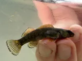 Bluebreast Darter, photographed in Ohio