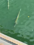 Tarpon, photographed in Florida