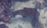 Porcupinefish, photographed in La Altagracia