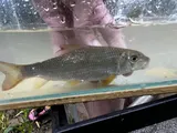 River Redhorse, photographed in Kentucky