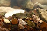 Banded Sculpin, photographed in Tennessee