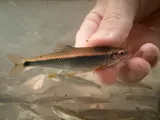 Tricolor Shiner, photographed in Alabama