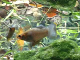 Shortfin Molly, photographed in Campeche