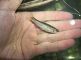 Flame Chub, photographed in Tennessee