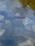 Northern Starhead Topminnow, photographed in Illinois