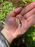 Longfin Dace, photographed in New Mexico
