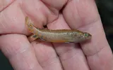 Gumbo Darter, photographed in Texas
