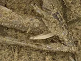 Longnose Lancetfish, photographed in Oregon