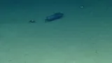 Pacific Flatnose