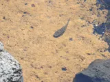Nopoli Rockclimbing Goby, photographed in Hawaii