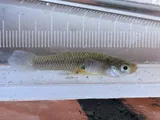 Mosquitofish, photographed in Tainan